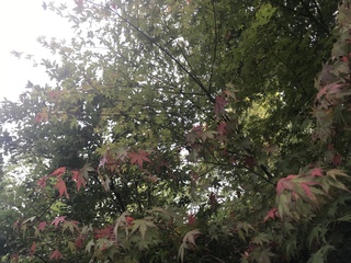 F6FFD4B8-6754-42F6-82A6-5E5C058FA482.jpeg